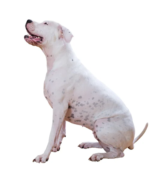 Dogo argentino oturan — Stok fotoğraf