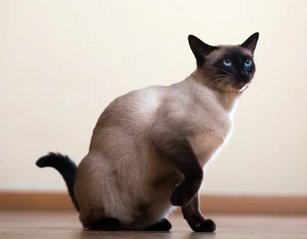 Sitting young adult siamese cat — Stock Photo, Image