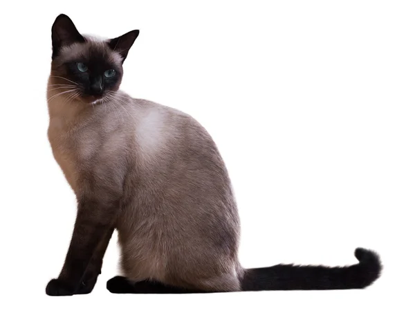 Zittende Siamese kat — Stockfoto