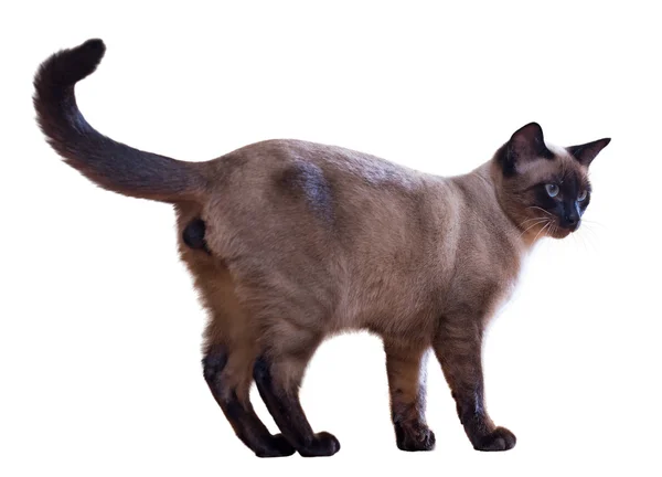 Bor Siamese katt — Stockfoto