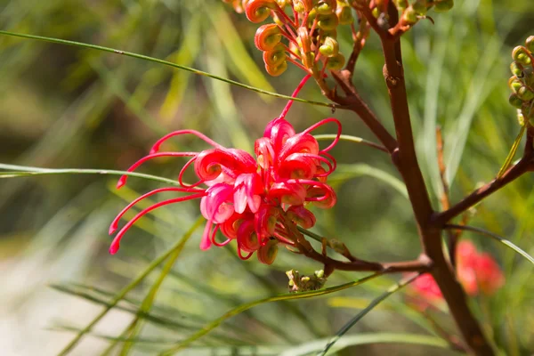 Цветущее растение Гревиллеи — стоковое фото