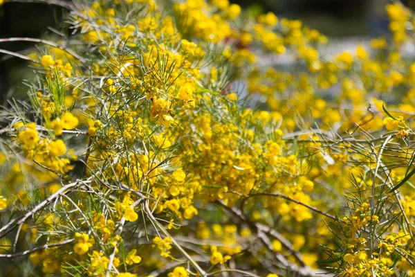 Kwitnący Senna artemisioides — Zdjęcie stockowe