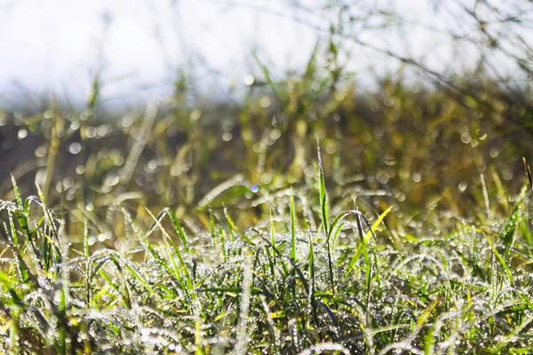 Groen gras met dauw — Stockfoto