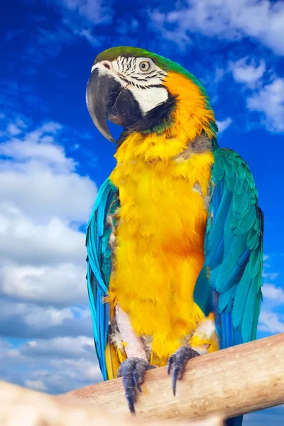 Green-winged macaw against sky — Stock Photo, Image