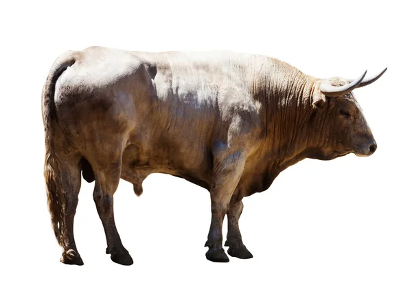 Adult white   bull — Stock Photo, Image