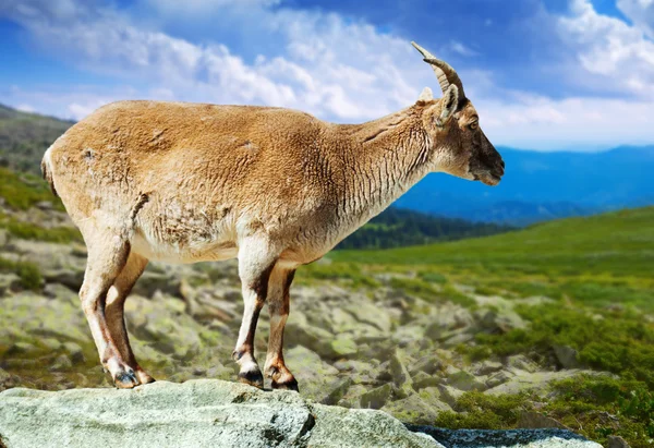 Barbary får i vildhet område — Stockfoto