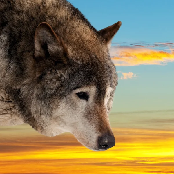 Hoofd van wolf tegen zonsondergang — Stockfoto