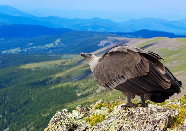 Griffon   in wildness area — Stock Photo, Image