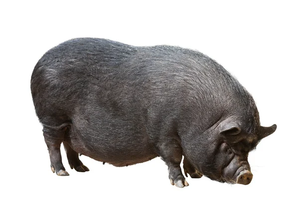 Schwarzes Bauernschwein — Stockfoto