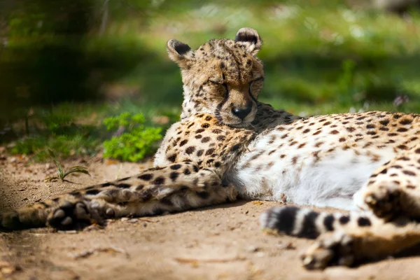 Gepard liegt über dem Boden — Stockfoto