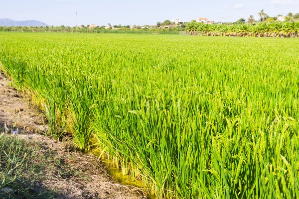 Rice fields at Ebro Delta — Stock Photo, Image