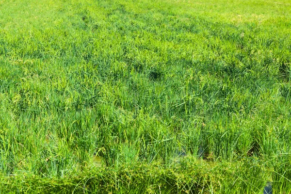 Rice field at Ebro Delta — Stock Photo, Image