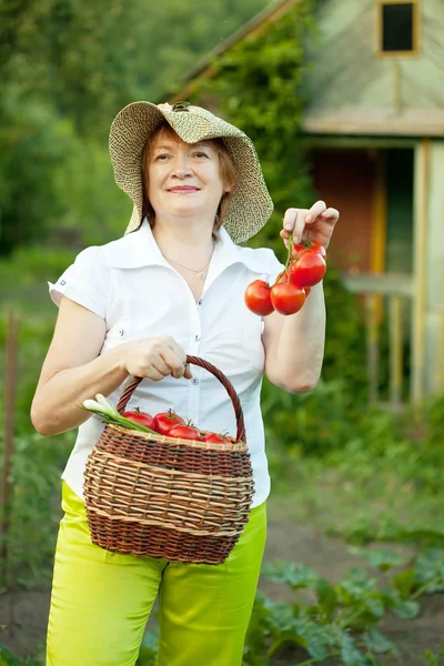 Mujer madura con tomates cosechados —  Fotos de Stock