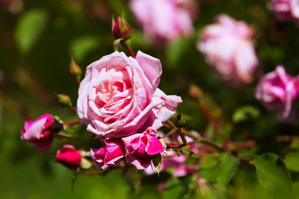 Blossoming rose roses — Stock Photo, Image