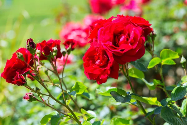 Blossoming red roses — Stock Photo, Image