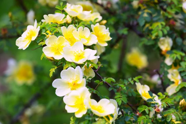 Blossoming roses in  garden — Stock Photo, Image