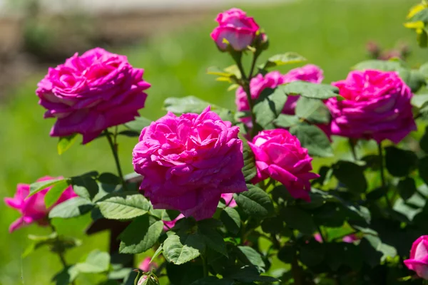 Rose roses in spring — Stock Photo, Image