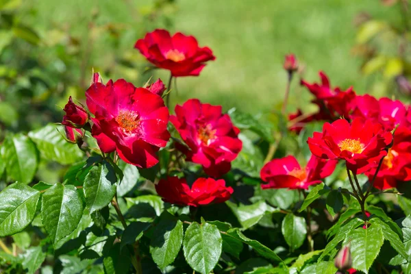 Blossoming red roses — Stock Photo, Image