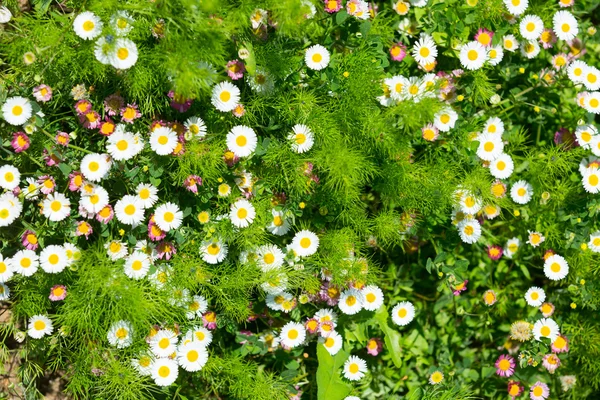 盛开的雏菊花朵 — 图库照片