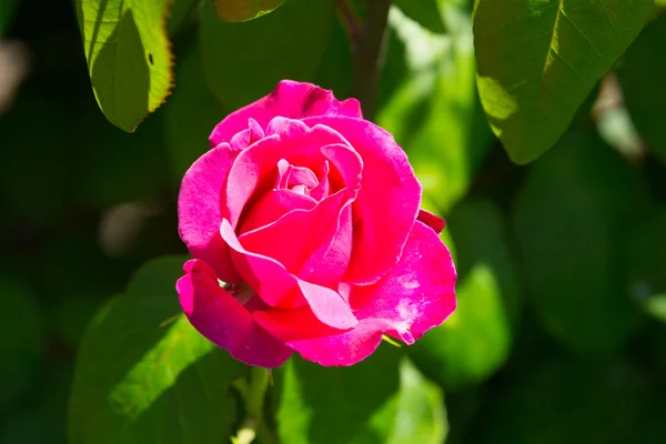 Blossoming red rose — Stock Photo, Image