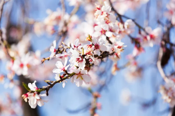 Blommande trädgren under våren — Stockfoto
