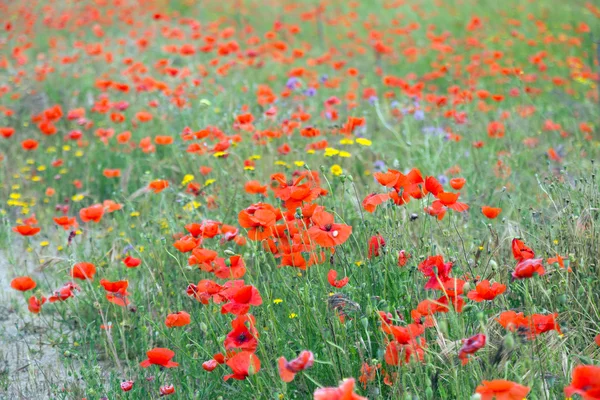 Amapolas rojas florecientes — Foto de Stock