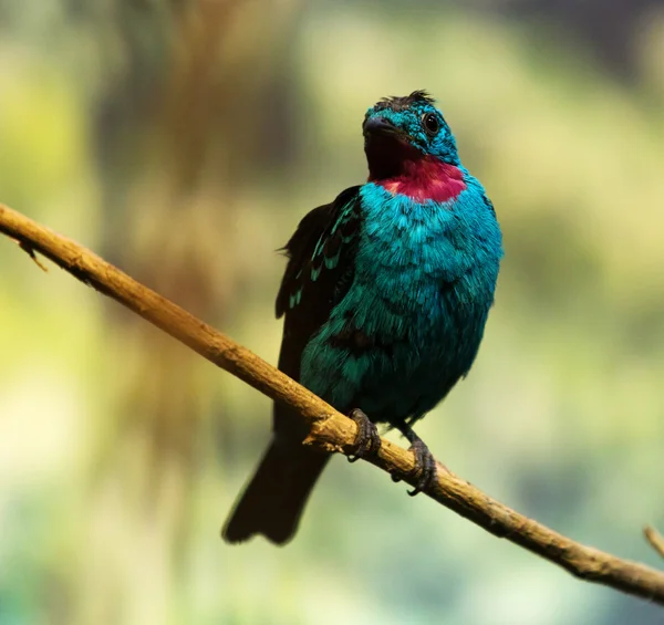 Male spangled cotinga — Stock Photo, Image