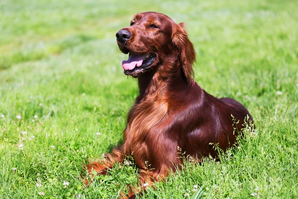 Setter irlandês deitado na grama — Fotografia de Stock