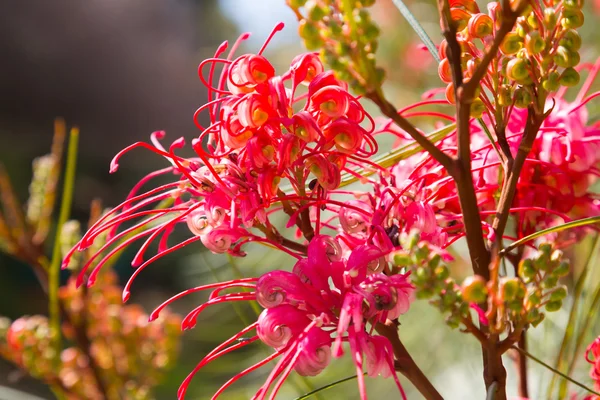 Closeup of  Grevillea johnsonii plant — Stock Photo, Image