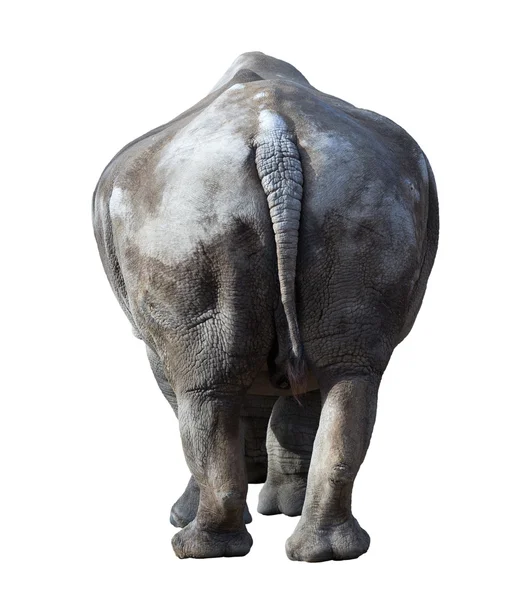 Rinoceronte blanco aislado —  Fotos de Stock