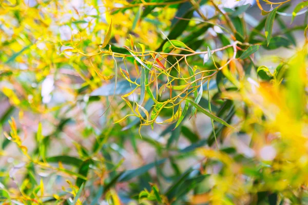 Closeup de planta maleada vermelha — Fotografia de Stock