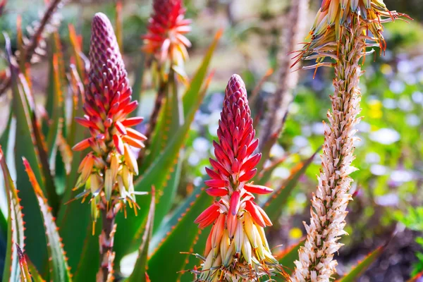 Blühende Aloe caesia — Stockfoto