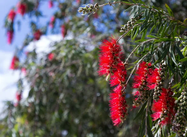 Fioritura Callistemon viminalis — Foto Stock