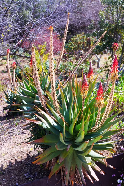 Pianta di Aloe caesia con fiori — Foto Stock
