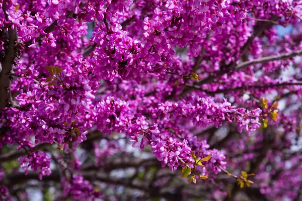 花の咲き方｜Cercis silquasterum — ストック写真