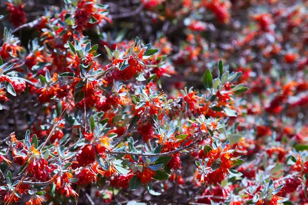 Teucrium heterophyllum  plants — Stok fotoğraf