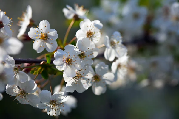 Grener av blomstringstrær om våren – stockfoto