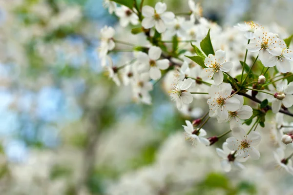 Blüht Ast im Frühling — Stockfoto