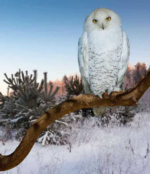 Snowy owl  at  wildness — Stock Photo, Image