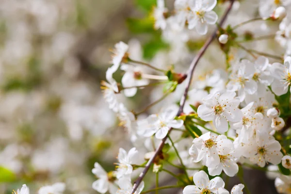 Blüht Ast im Frühling — Stockfoto