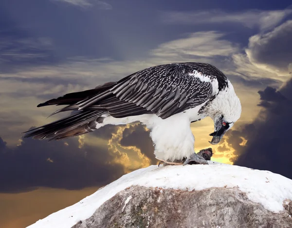 Griffon vulture against sky — Stock Photo, Image