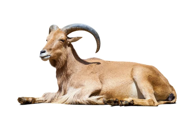 Ibex Spanish isolated — Stock Photo, Image