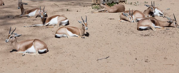 Sahariana Dorcas Gazelles — Foto Stock