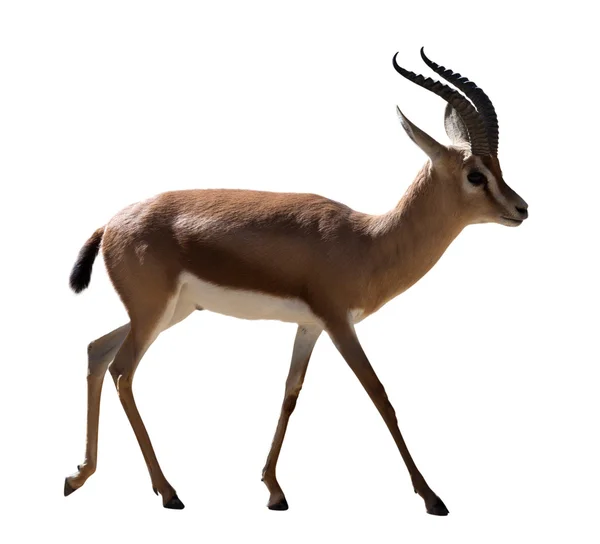 Volle Länge der Dorcas Gazelle — Stockfoto