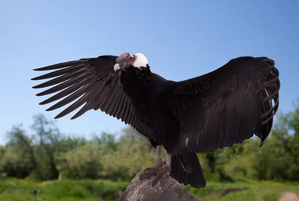 Vultur gryphus nella zona selvaggia — Foto Stock
