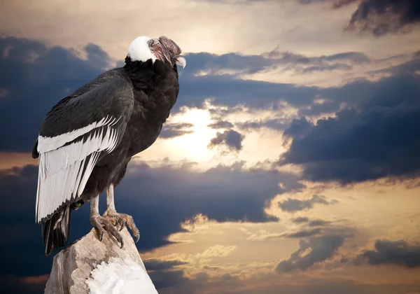 Condor andino contro il cielo — Foto Stock
