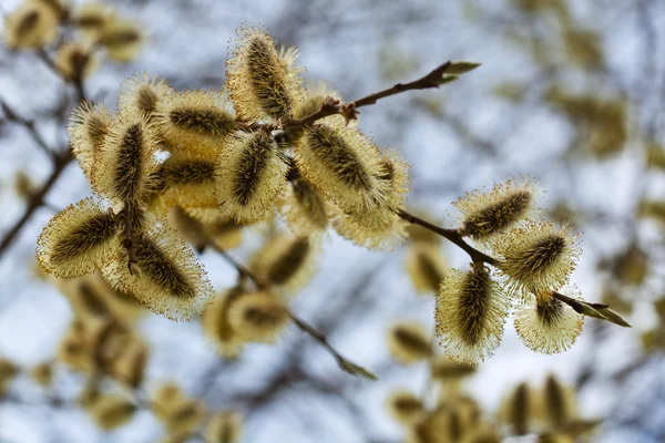 Branches de saule au printemps — Photo