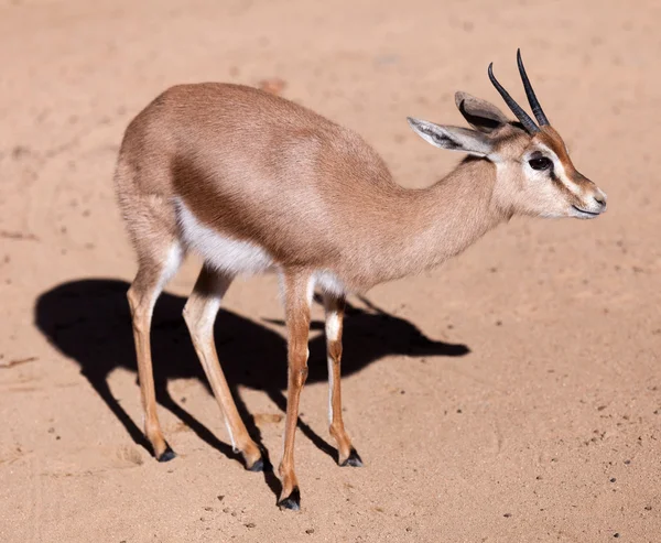 砂の上のドーカス ガゼル — ストック写真