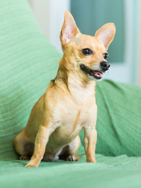 Russian  Toy Terrier — Stock Photo, Image