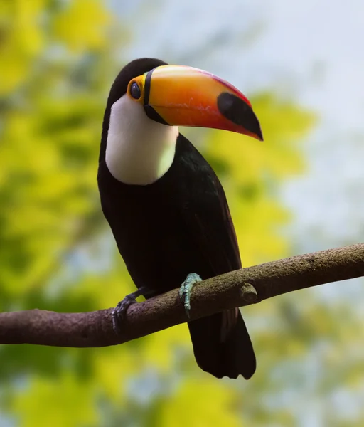 Toco Toucan  at wildness area — Stock Photo, Image